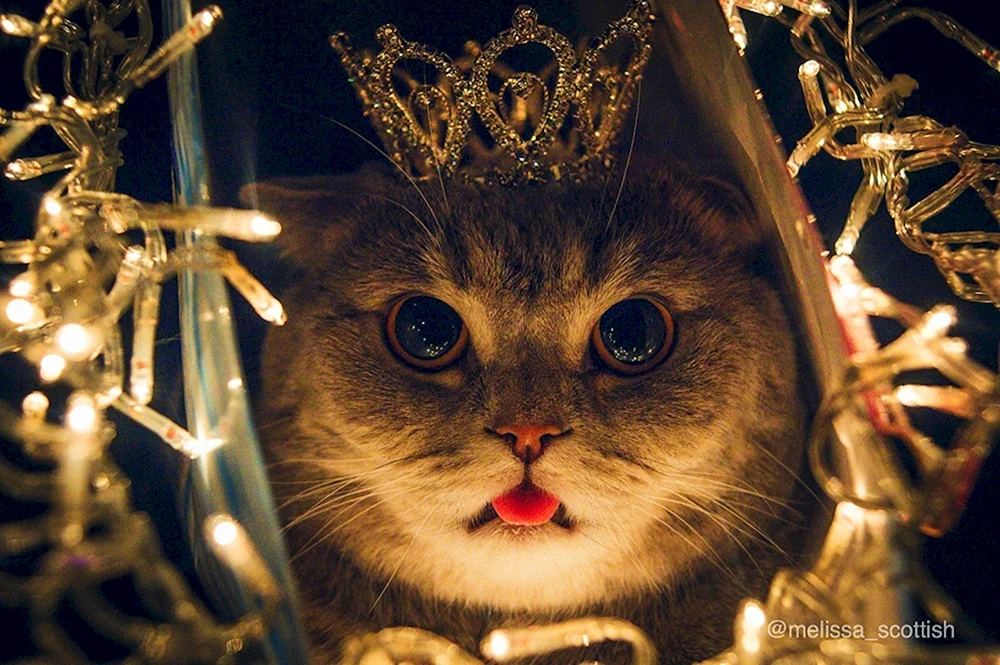 Katze in der Krone
