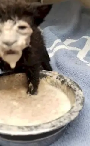 Kätzchen mit schmutzigem Gesicht