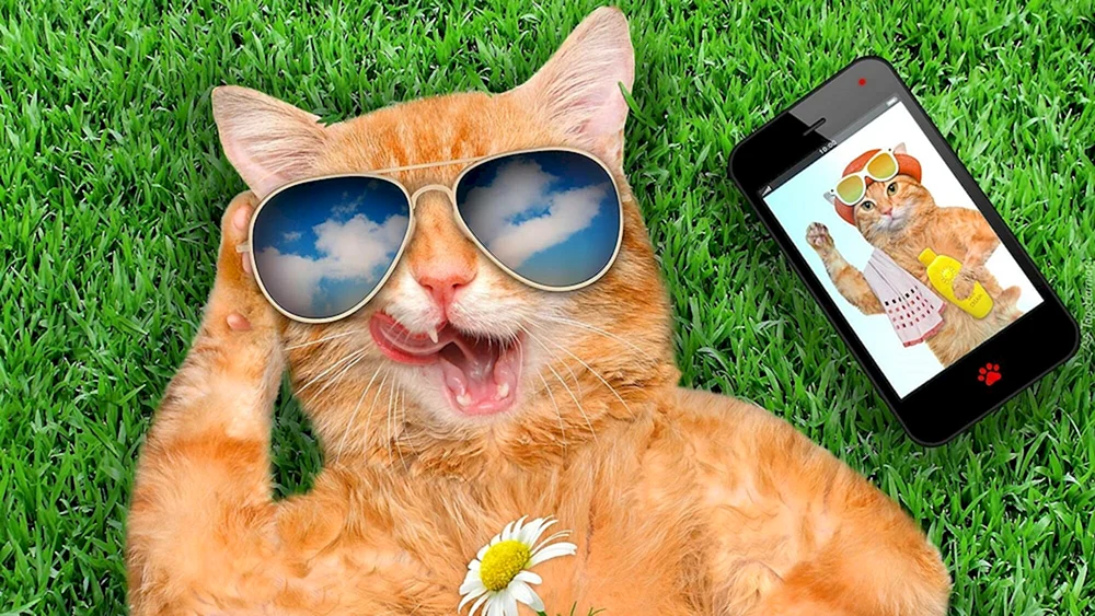 Katze mit Smartphone