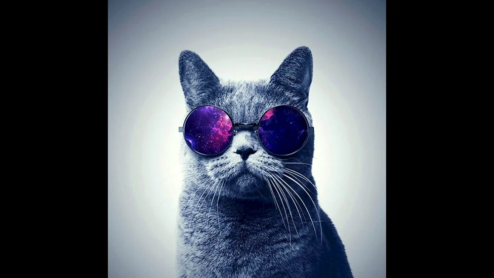 Katze mit Brille