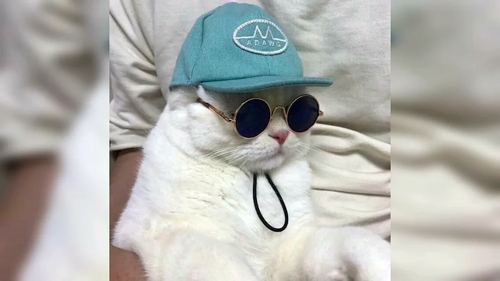 Katze mit Brille