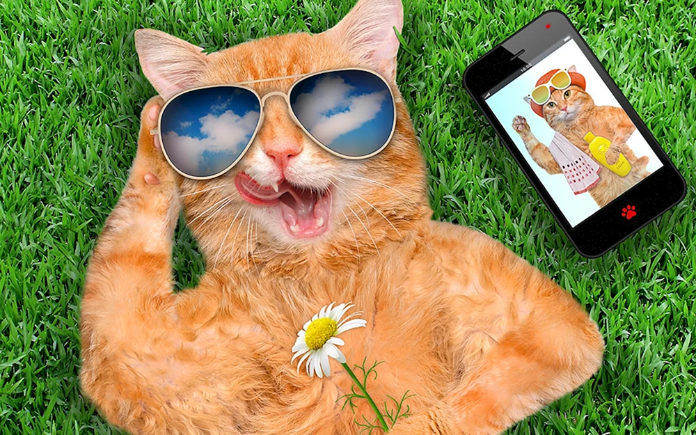 Katze mit Telefon in den Pfoten