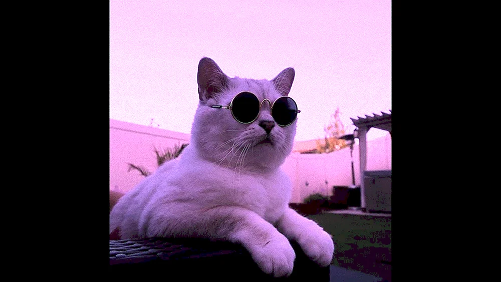 Katze mit Smartphone
