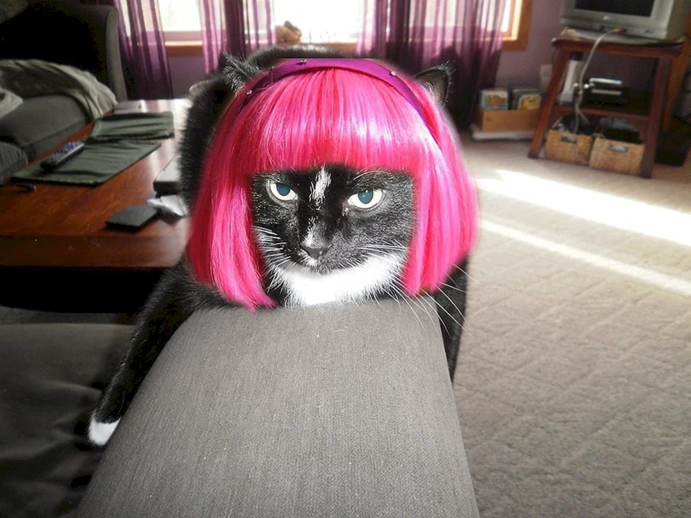 Mädchen mit Katzenkunst