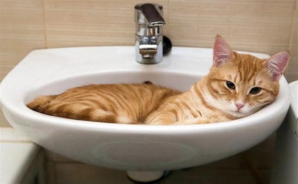 Katze in der Badewanne