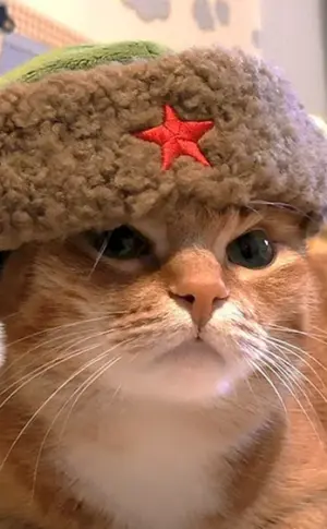 Katze im Hut