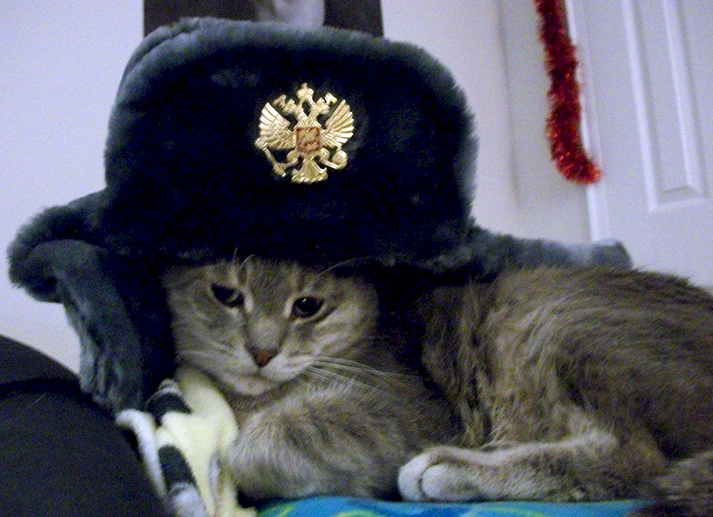 Katze im UdSSR-Hut