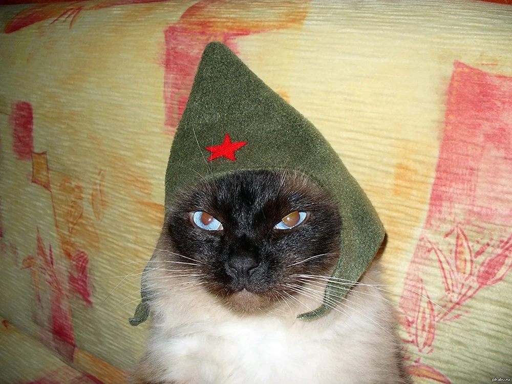 Katze Kosak