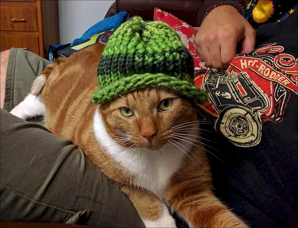 Kommunistische Katze im Hut