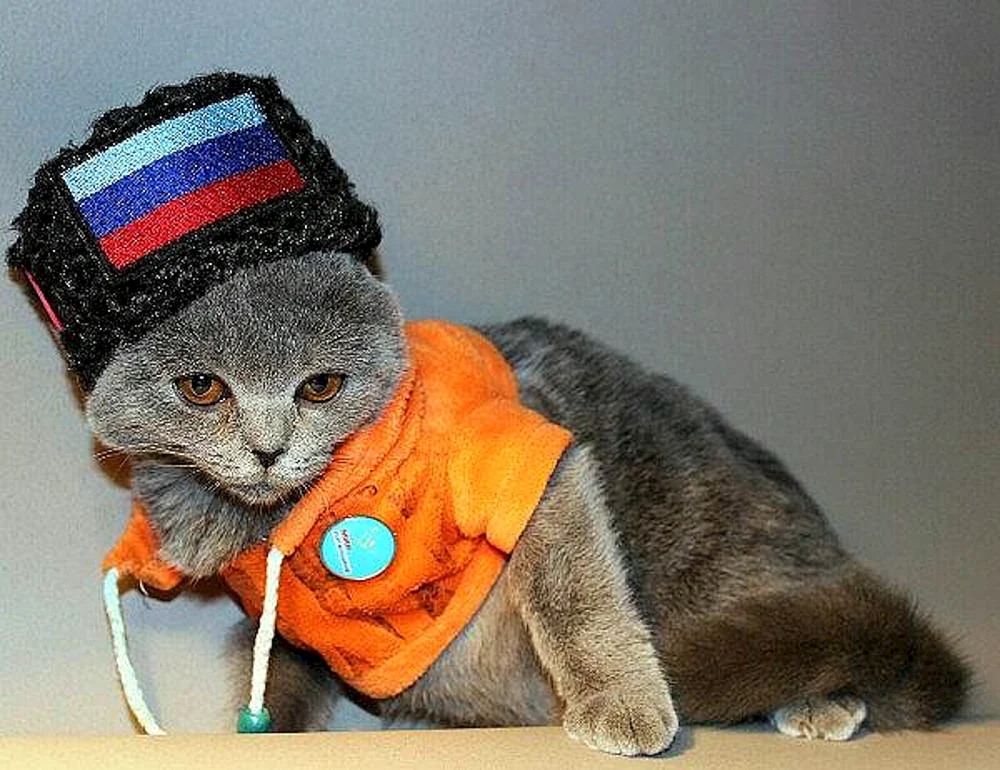 Katze im Hut