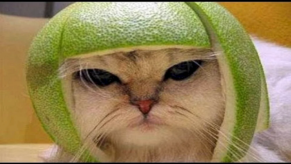 Katze mit Perücke