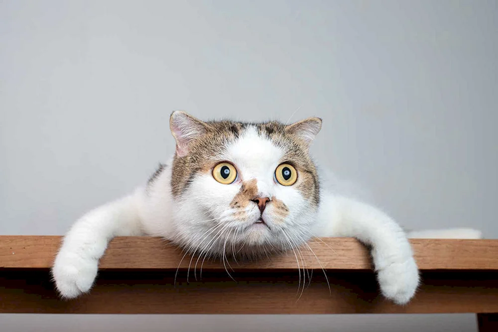 Eine Katze mit gewölbten Augen