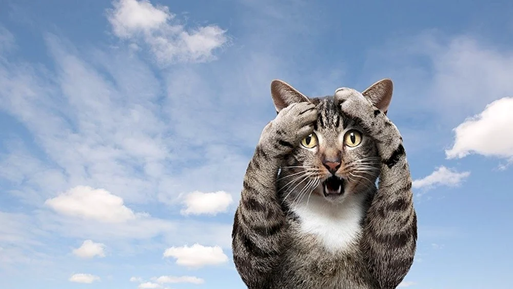 Katze denkend