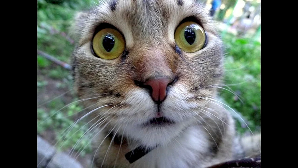 Eine verängstigte Katze