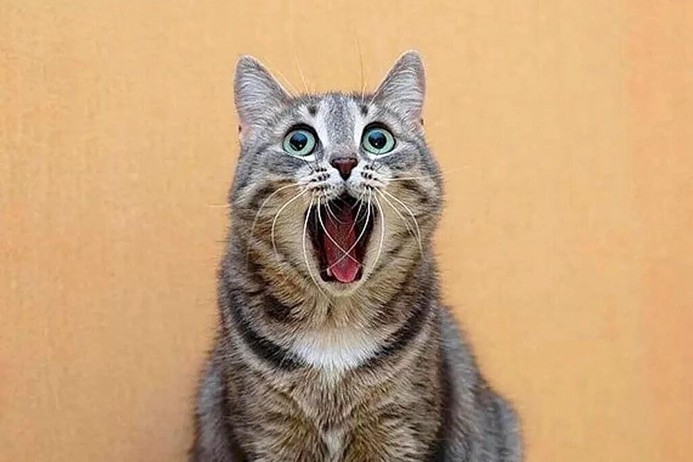 Katze im Schock