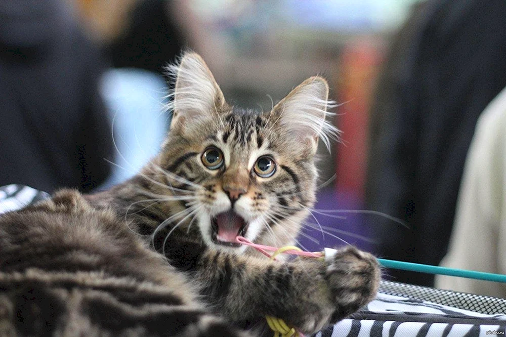 Katze im Schock