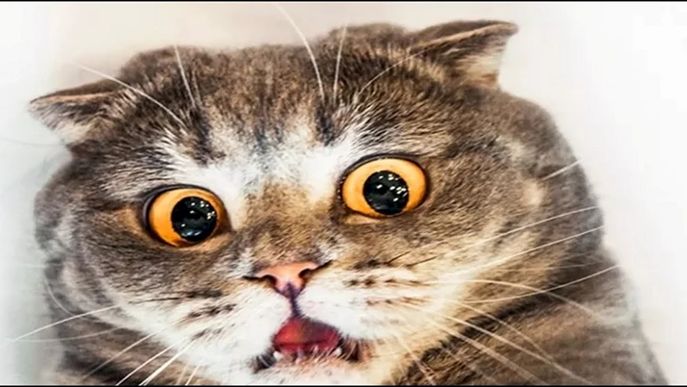 Katze mit Kulleraugen