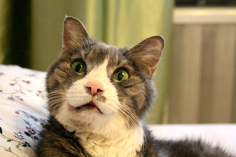 Überraschte Katze