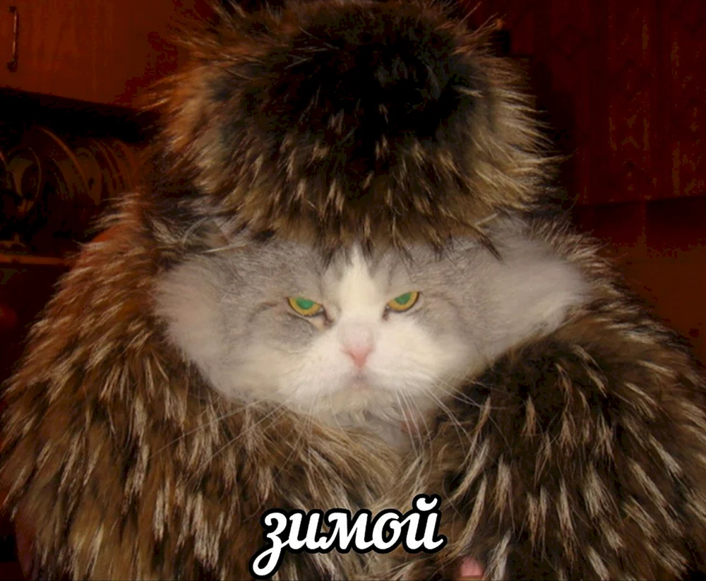 Katzen mit Waffen