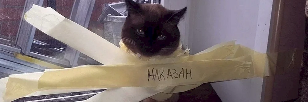 Katze in Klebeband