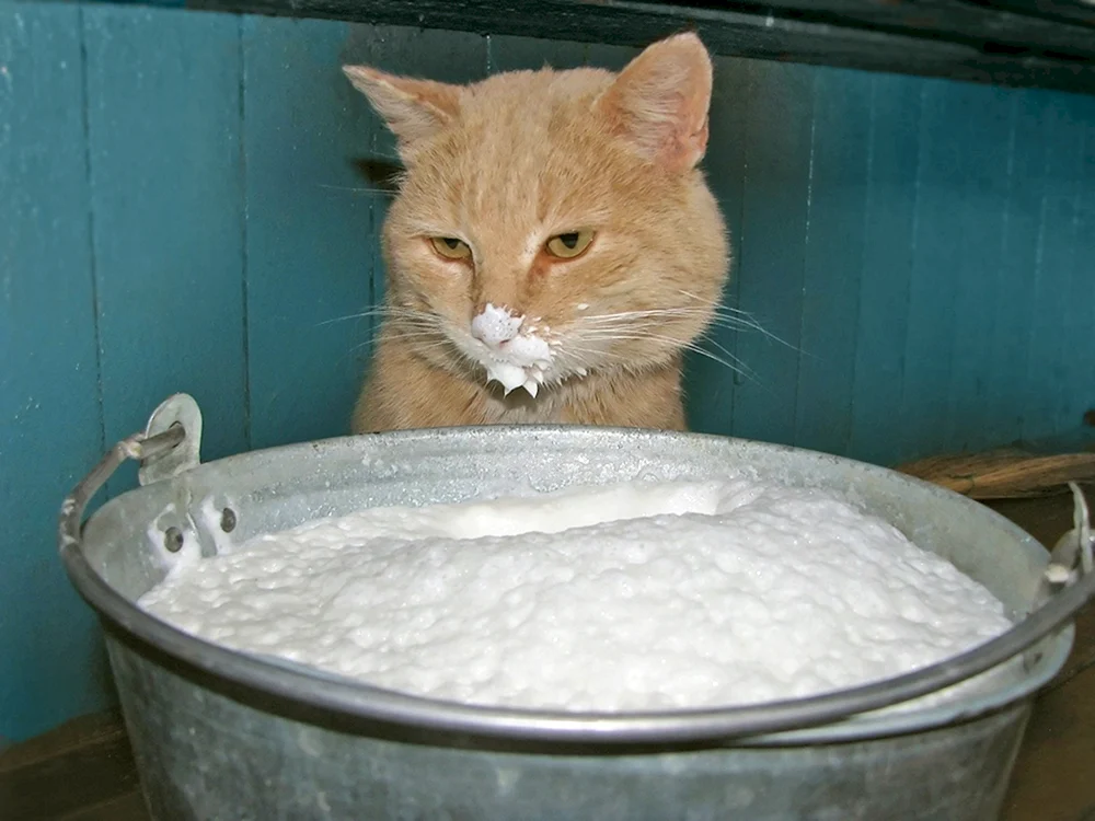 Katze in saurer Sahne Milch leckend