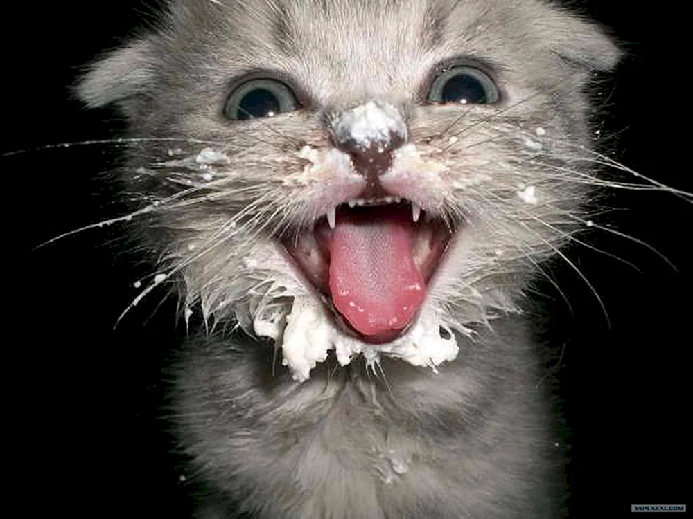 Katzen beim Milchtrinken