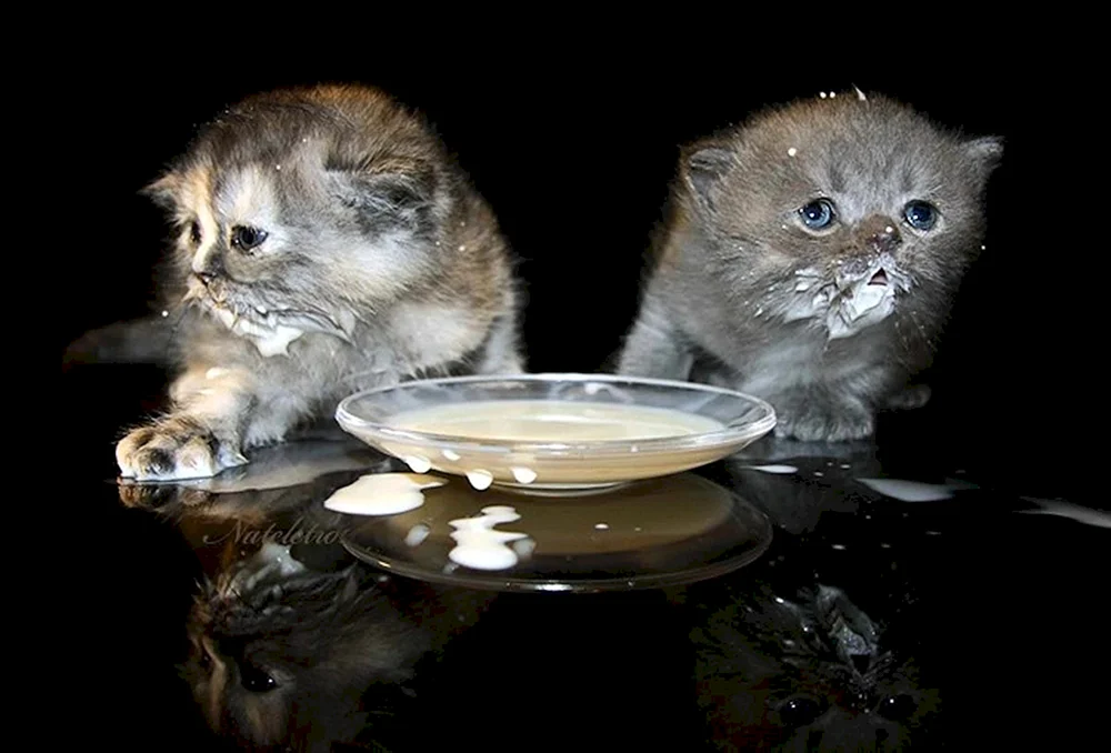 Katze Milch leckend