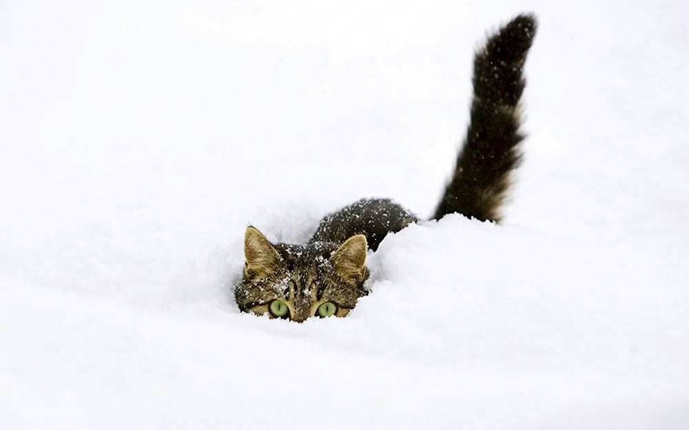 Winterkatzen