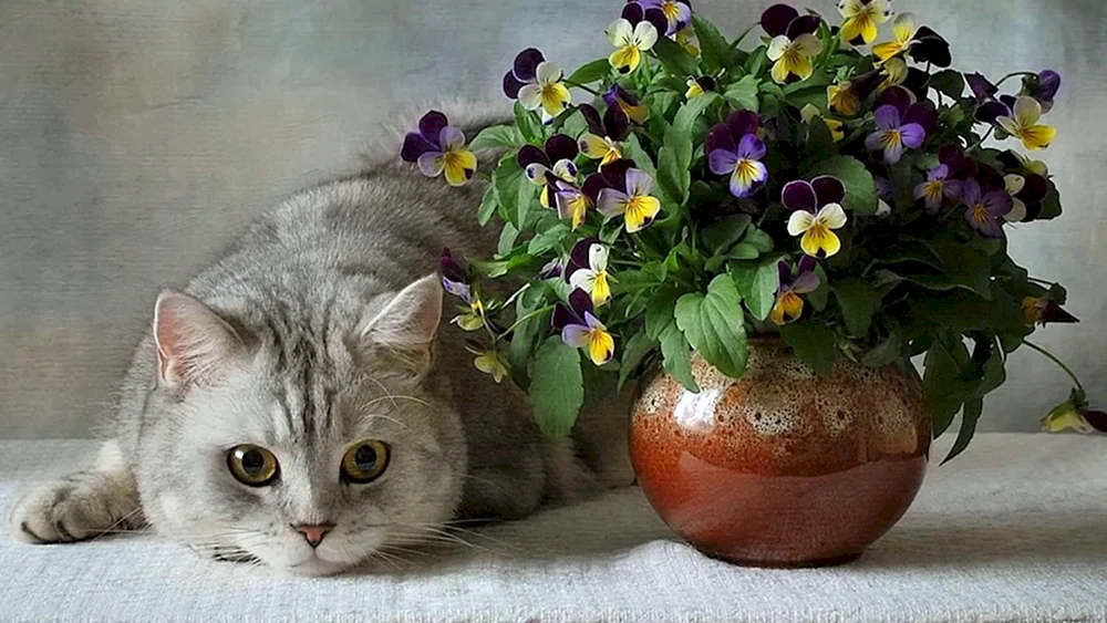 Katze in Blumen