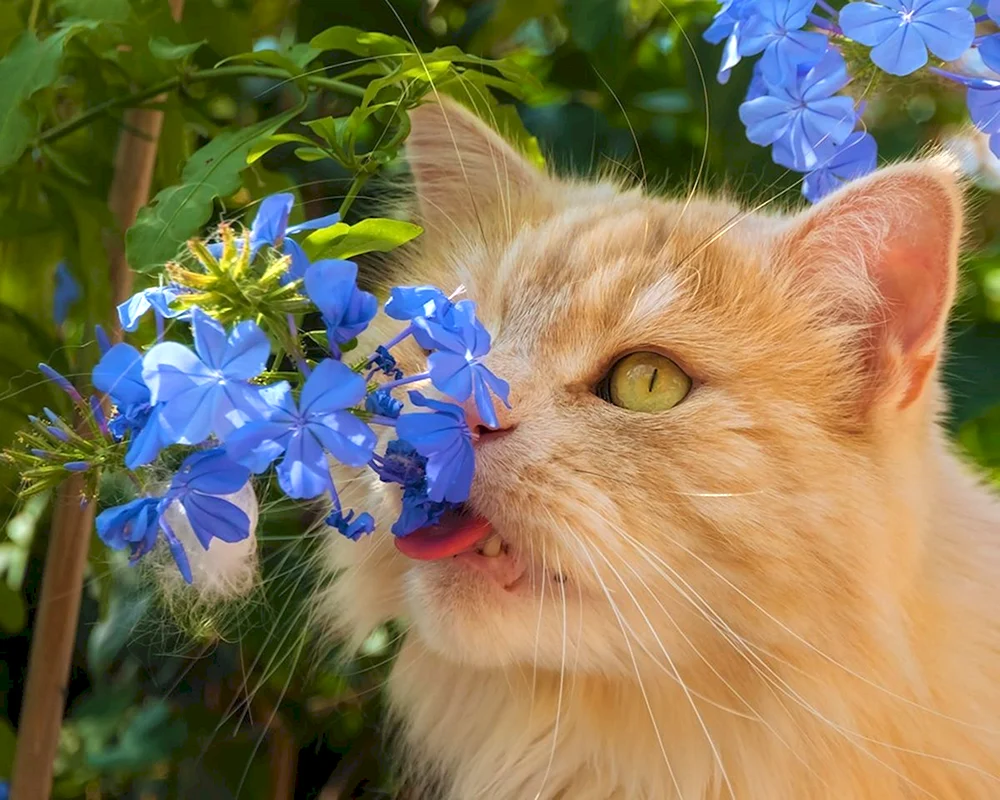 Katze in Blumen