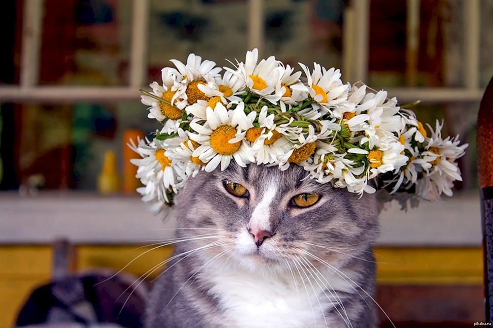 Katze in Blumen