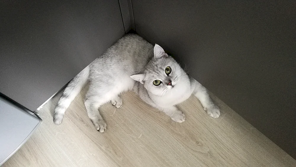 Katze in der Ecke