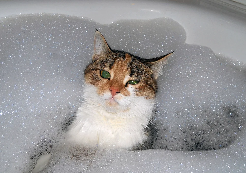 Katze in der Badewanne