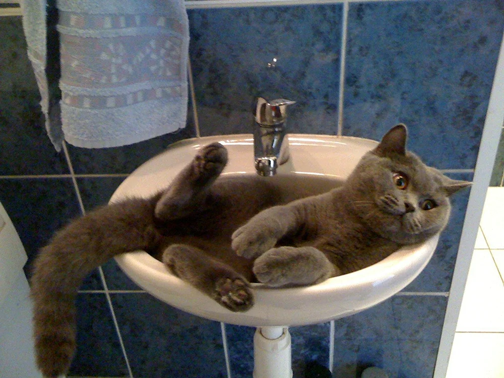 Rote Katze im Waschbecken