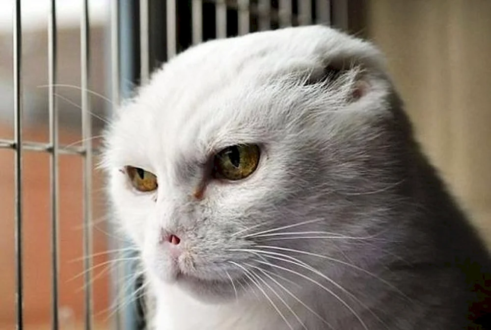 Katze Voldemort