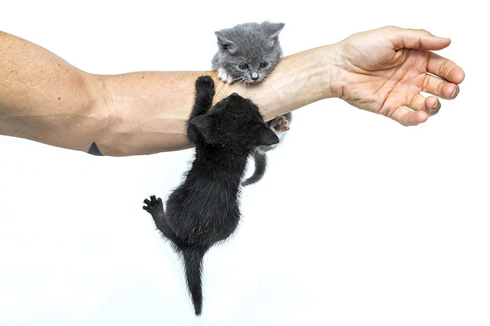 Graue Katze im Arm