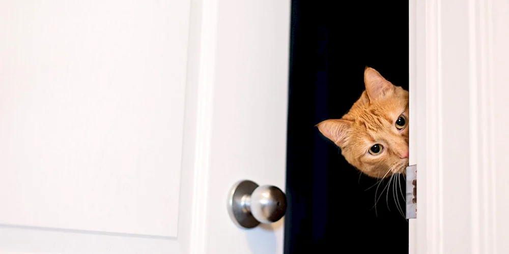 Katze schaut raus
