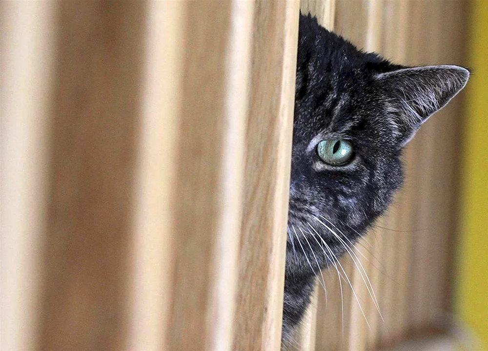 Katze in der Ecke