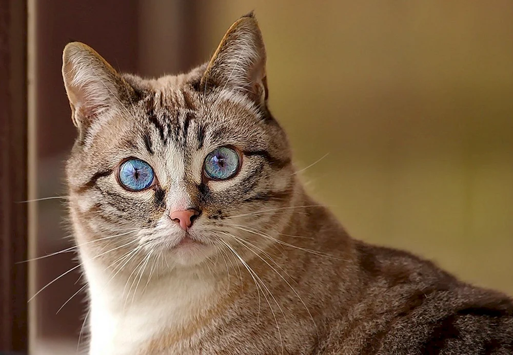 Katze schauend