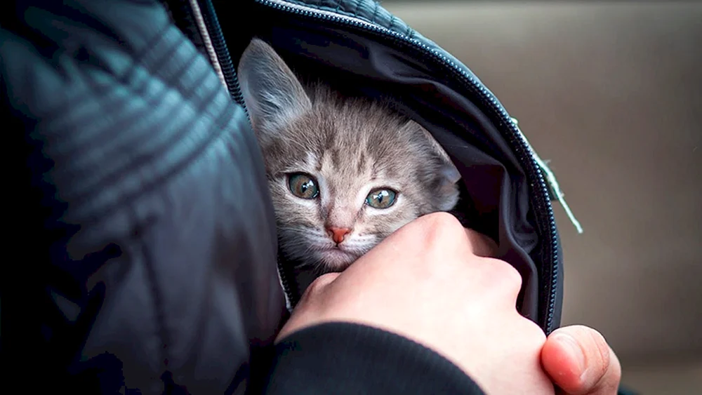 Katze im Arm