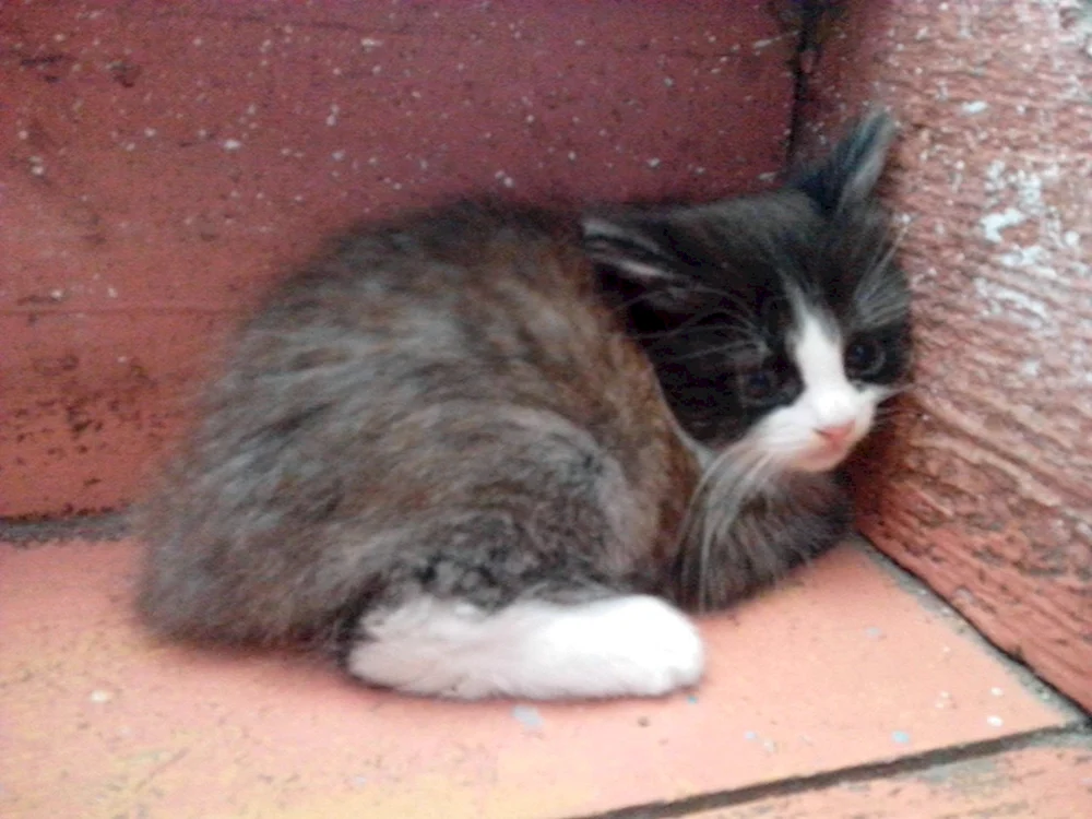 Katze kauert in der Ecke