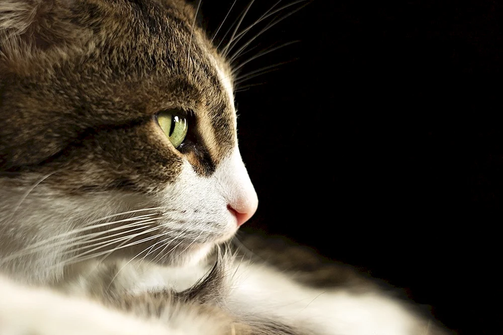 Katze denken