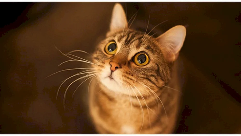 Katze denken