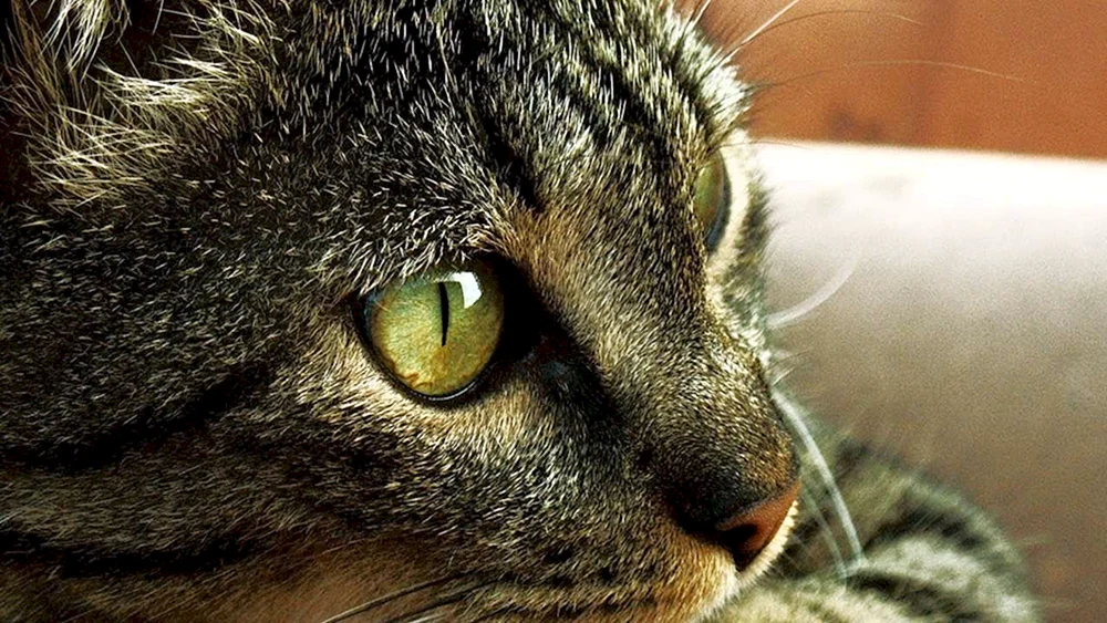 Katze denkend