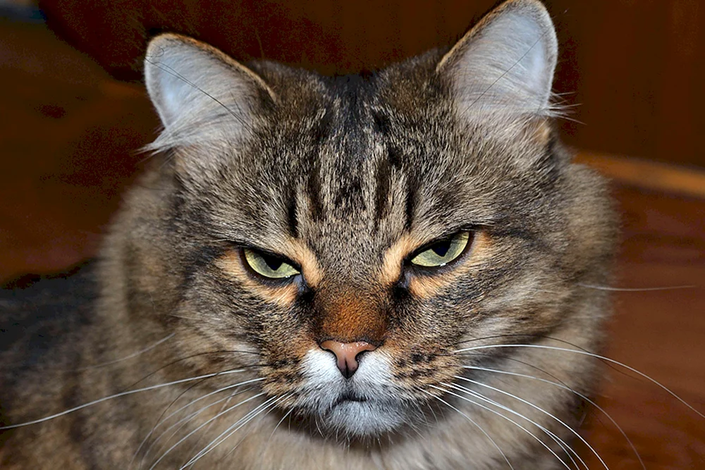 Katze denkend