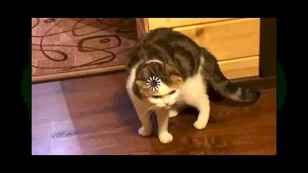 Katze denken