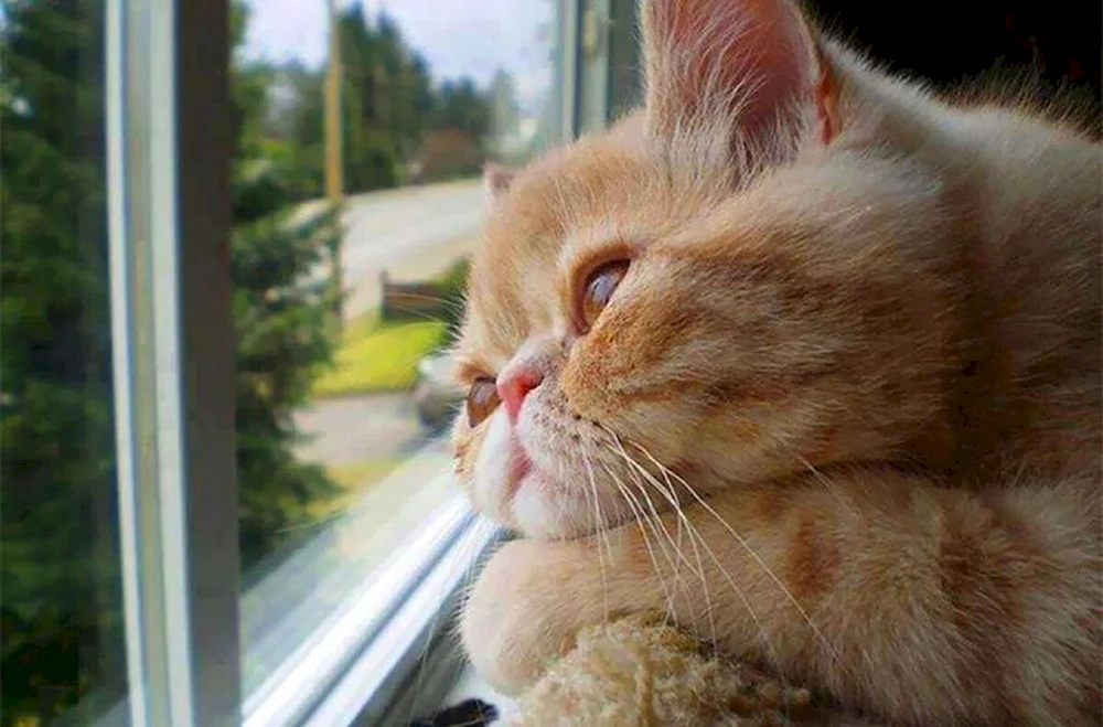 Katze wartet