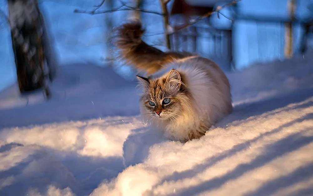 Katze im Winter