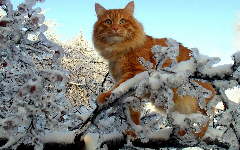Katze im Winter