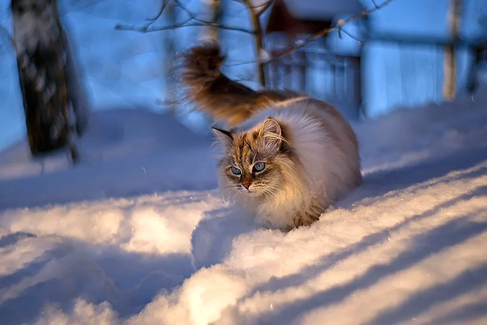 Alaskanische Schneekatze
